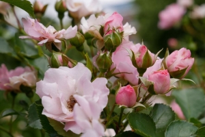 玫瑰 花 灌木 植物 开花 粉红色 4k壁纸 3840x2160