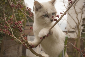 树上的猫,小白猫图片