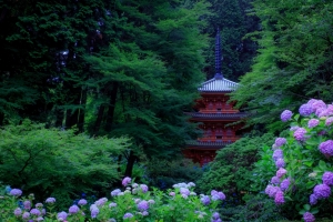 日本京都 公园 绿色树木 灌木 绣球花 塔 4K风景壁纸