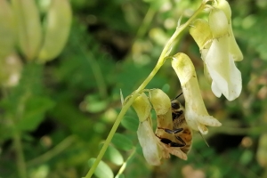 黄芪 黄芪花 蜜蜂黄芪