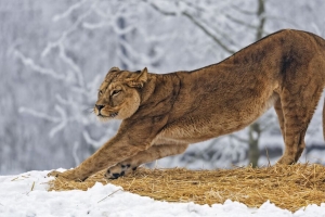 母狮 捕食者 大猫 姿势 雪地 4k壁纸 3840x2160