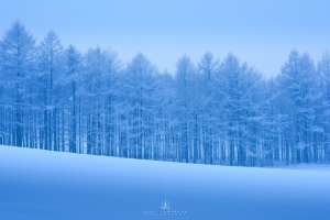 寒冷的冬天,雪,霜,树木风景图片