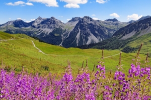 山脉 山峰 花朵 野花 风景 4k壁纸 3840x2160