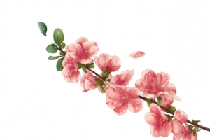 手绘桃花绿叶花枝