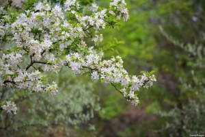 春天白色花朵鲜花图片