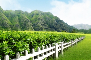 田园风光背景