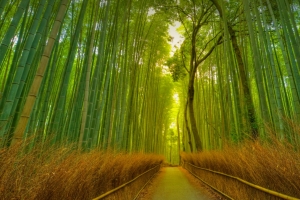 5k 竹林风景 小道 树 竹子 壁纸