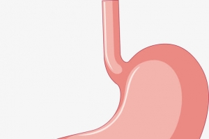 人体胃部器官图