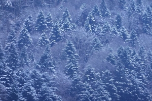 树木 森林 雪 冬天 自然 风景 4k壁纸 3840x2160