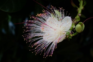  barrintonia 花 花瓣 花粉 宏观 白色 4k壁纸 3840x2160