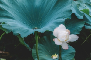 绿色植物绿意绿茵荷花叶子叶片图片