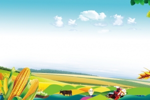 麦田天空玉米珍惜粮食公益海报宣传背景素材