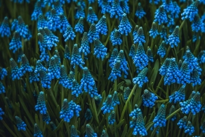  muscari 花 蓝色 开花 花坛 4k壁纸 3840x2160