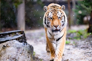 老虎 捕食者 大猫 动物 雪地 4k壁纸 3840x2160