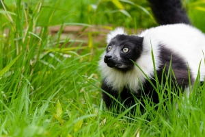 黑白褶皱狐猴 狐猴 草 散步 野生动物 4k壁纸 3840x2160