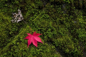 枫木 树叶 苔藓 宏观 4k壁纸 3840x2160