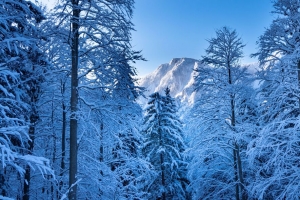 树 山 雪 冬季 4k壁纸 3840x2160